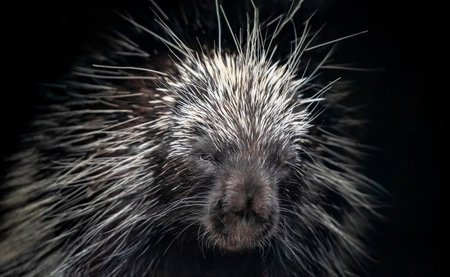 Cape South African porcupine Hystrix africaeaustralis in zoo Berlin. Natural background and safe wild animals conceptの写真素材