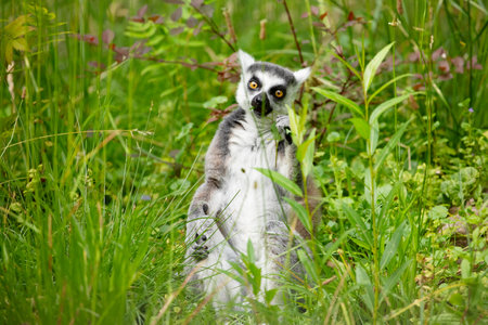 Ring-tailed lemur (Lemur catta) in zoo. natural background. endemic animal welfare conceptの写真素材