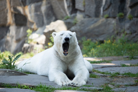 Funny white polar bear sitting in funny pose and playing in Berlin zoo. nature animal background. protection wild animals and global warming conceptの写真素材