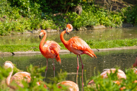 Beautiful American flamingos walking in water with green grasses background. vivid natural background. travel and birds in zoo conceptの写真素材