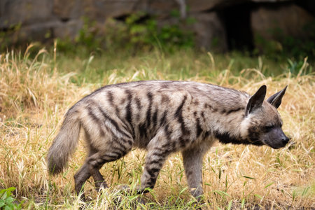 adult Striped Hyena (Hyaena hyaena) standing. blurred natural animal background. Wild carrion predator in zoo Berlin.の写真素材