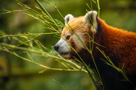 Red panda walking tree closeup. vivid natural background. protection of rare endangered animals and urban zoos and travel national park concept. berlin zooの写真素材