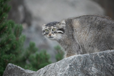 Pallas's cat Manul Otocolobus manul cute wild gray cat from Asia. wild life scene nature. sitting on stone hocky mountain habitat. natural background.の写真素材