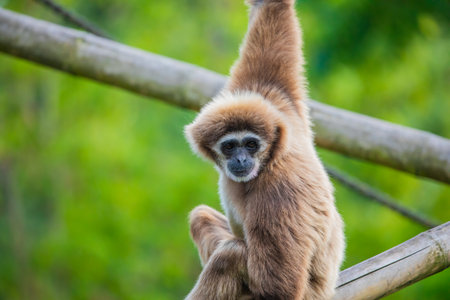 White-handed gibbon jumping. natural green background. Animals in zoo concept. portrait monkeyの写真素材