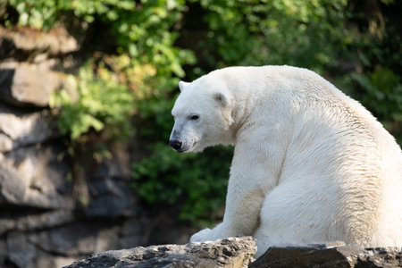 Funny white polar bear sitting in funny pose and playing in Berlin zoo. nature animal background. protection wild animals and global warming conceptの写真素材