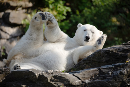 Funny white polar bear sitting in funny pose and playing in Berlin zoo. nature animal background. protection wild animals and global warming conceptの写真素材
