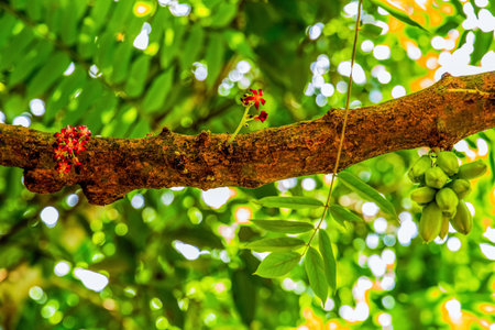 Flower and fruit cacao pod on green leaf tree background. Travel and exotic concept.の写真素材