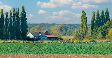 a flock of gray herons near a small cozy village house near the edge of the field and blue sky