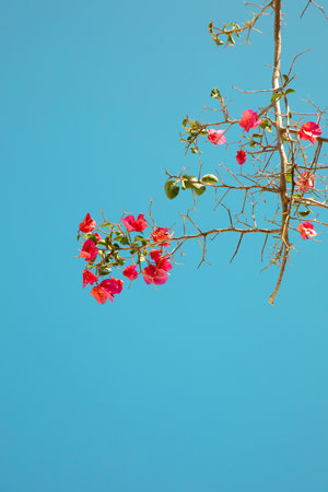 flowers of bougainvillea against blue sky abstract natural background concept. floral wild nature...