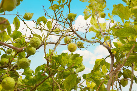 lemons sing on a tree against the blue sky in Portugal.
