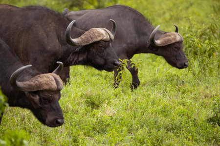 herd of African black buffaloes in natural environment, in tanzanian national park, looks very close at camera. buffalo portrait .Natur background Africa travel and protection of wild animals conceptの写真素材