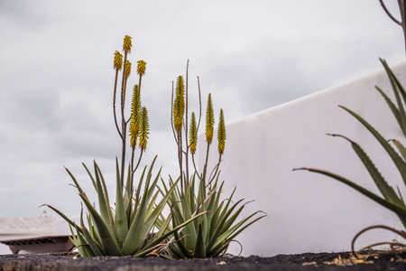 Flowering aloe vera plant used for medicine cosmetics skin care Canary Islands, Spain. Healthy cosmetic plant conceptの写真素材