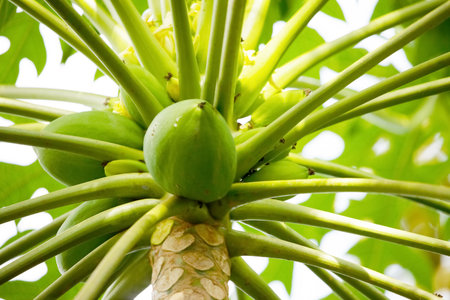 Papaya tree with fruits and leaves. green papaya tree
