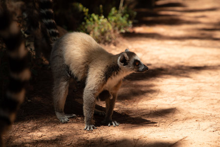 ring-tailed gray lemur in natural environment in private park Madagascar. Close-up cute primate....