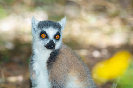 ring-tailed gray lemur in natural environment in private park Madagascar. Close-up cute primate....