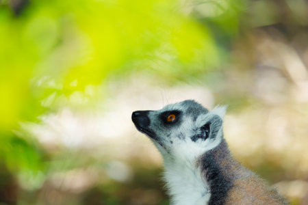 ring-tailed gray lemur in natural environment in private park Madagascar. Close-up cute primate....
