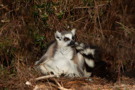 ring-tailed gray lemur in natural environment in private park Madagascar. Close-up cute primate....
