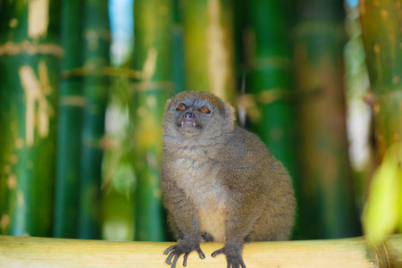 Eastern lesser Bamboo lemur Hapalemur griseus closeup detail to furry face looking side. Small cute funny animal, endemic Madagascarの写真素材