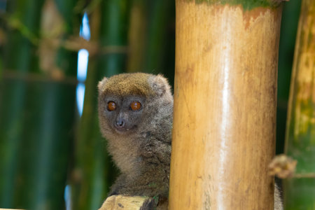 Eastern lesser Bamboo lemur Hapalemur griseus closeup detail to furry face looking side. Small cute funny animal, endemic Madagascarの写真素材