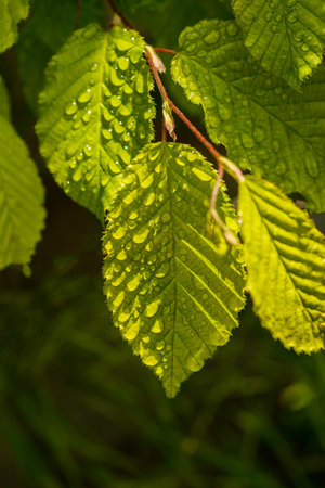 close up of dew drops on green leaf in garden on macro frame