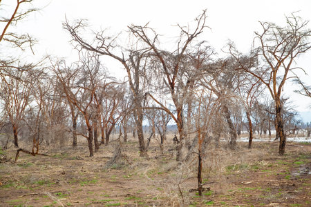 dead trees stand in lake in Africa. Global warming, climate catastrophe concept. Tanzania, Maniara national park. beautiful view African trees without leaves on background of light waterの写真素材