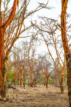 dead trees stand in lake in Africa. Global warming, climate catastrophe concept. Tanzania, Maniara...
