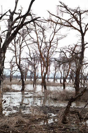dead trees stand in lake in Africa. Global warming, climate catastrophe concept. Tanzania, Maniara national park. beautiful view African trees without leaves on background of light waterの写真素材