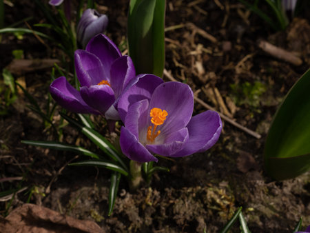 Mixed colorful flowers Nature background. Vibrant mixed backdrop. bright crocuses growing in garden. close-up Vivid flowers in early spring. Home Gardening hobby conceptの写真素材