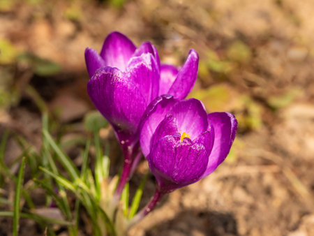 Mixed colorful flowers Nature background. Vibrant mixed backdrop. bright crocuses growing in garden. close-up Vivid flowers in early spring. Home Gardening hobby conceptの写真素材