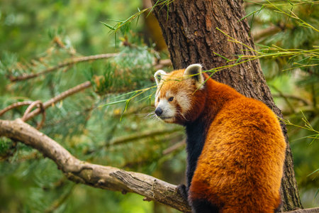 Red panda walking tree closeup. vivid natural background. protection of rare endangered animals and urban zoos and travel national park concept. berlin zooの写真素材