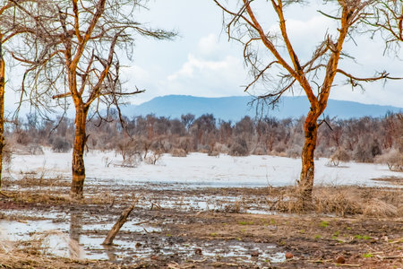 dead trees stand in lake in Africa. Global warming, climate catastrophe concept. Tanzania, Maniara national park. beautiful view African trees without leaves on background of light waterの写真素材