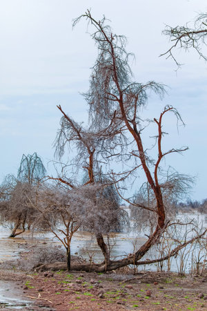 dead trees stand in lake in Africa. Global warming, climate catastrophe concept. Tanzania, Maniara national park. beautiful view African trees without leaves on background of light waterの写真素材