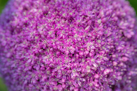 Mixed colorful flowers Nature background. Vibrant colors of mixed backdrop. bright plant growing in...