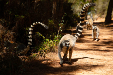 ring-tailed gray lemur in natural environment in private park Madagascar. Close-up cute primate. Funny cute small animalの写真素材
