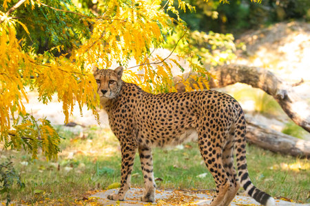 Close-up of cheetah Acinonyx jubatus. large beautiful spotted cat stands next to bush with yellow leaves. Bright natural backgroundの写真素材