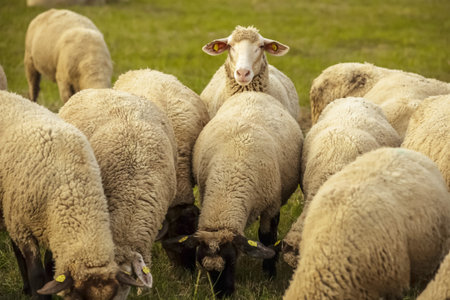 large flock of purebred sheep grazes in meadowの写真素材