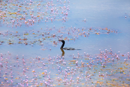 small pond with blue water in which the sky is reflected and pink flowers grow from the water. the bird floats in the middleの写真素材