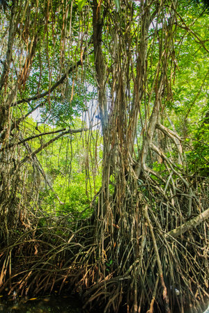 Mangrove habitat split view over and under water surface, foliage with roots and shoal of fish underwater in Sri Lankaの写真素材