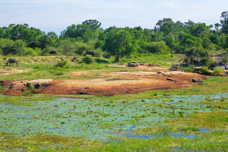 beautiful landscape of sri lanka with mountains and grazing animalsの写真素材