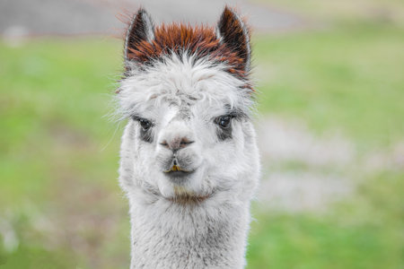 Cute Alpaca with blue eyes on farm. Beautifull and funny animal (Vicugna pacos) species of South...