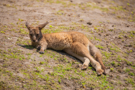 baby kangaroo lies on lawn. animal nature background. Wild life protect themeの写真素材