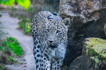 Persian leopard (Panthera pardus saxicolor) in European zoo in good conditions. spacious enclosure...