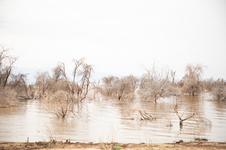 dead trees stand in lake in Africa. Global warming, climate catastrophe concept. Tanzania, Maniara national park. beautiful view African trees without leaves on background of light waterの写真素材