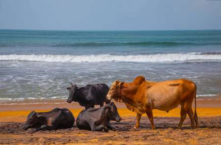 Cows rest lying and standing on traditional oher beach of Sri Lanka . Funny natural vivid orange, blue and gray backgroundの写真素材