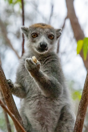 Eulemur coronatus, Crowned Lemur, graces Madagascar's forests with its regal presence. arboreal...