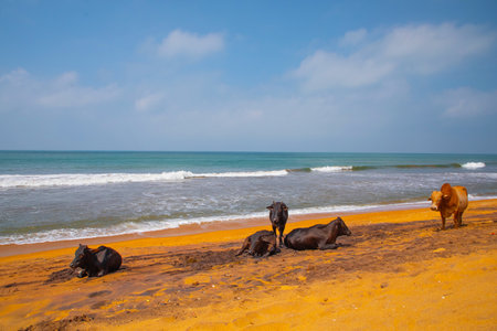 Cows rest lying and standing on traditional oher beach of Sri Lanka . Funny natural vivid orange, blue and gray backgroundの写真素材