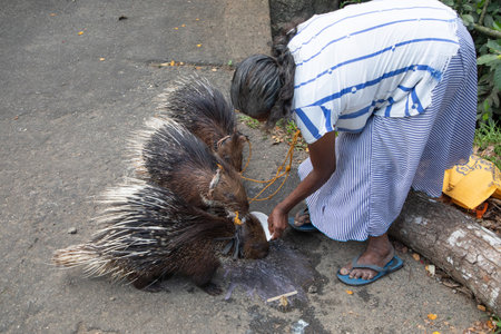 Sri Lanka 10 February 2023. An elderly woman from Sri Lanka holds three pet porcupines on a leash. photograph of an attraction for tourists for money.の写真素材