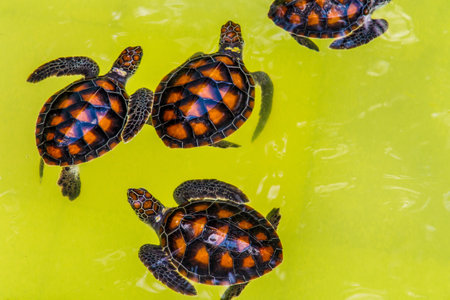 Beautiful baby green sea turtles cubs in a pond. Little turtles in the pool. Cute baby Animal,slow life,Cute turtles. at Songkhla, Royal Thai Navy Sea Turtle Conservation Center.の写真素材