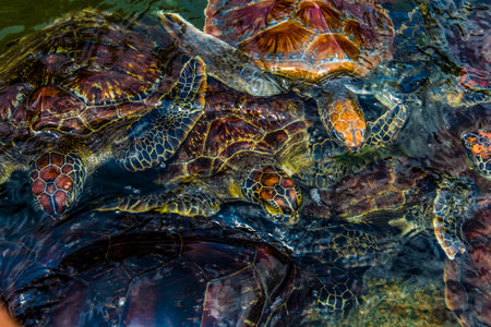 young sea turtles living on a farm in Africa protected while feeding on seaweed