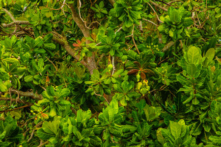 Green leaves pattern background, Natural background and wallpaper. Asian tree with big leaf